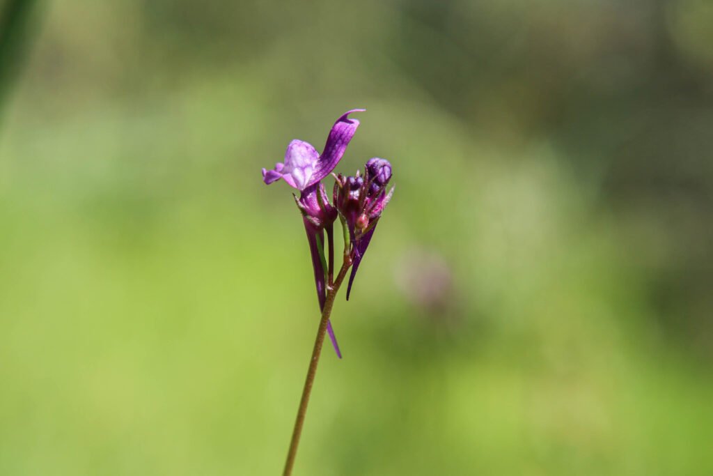 linaria pelisseriana 106201