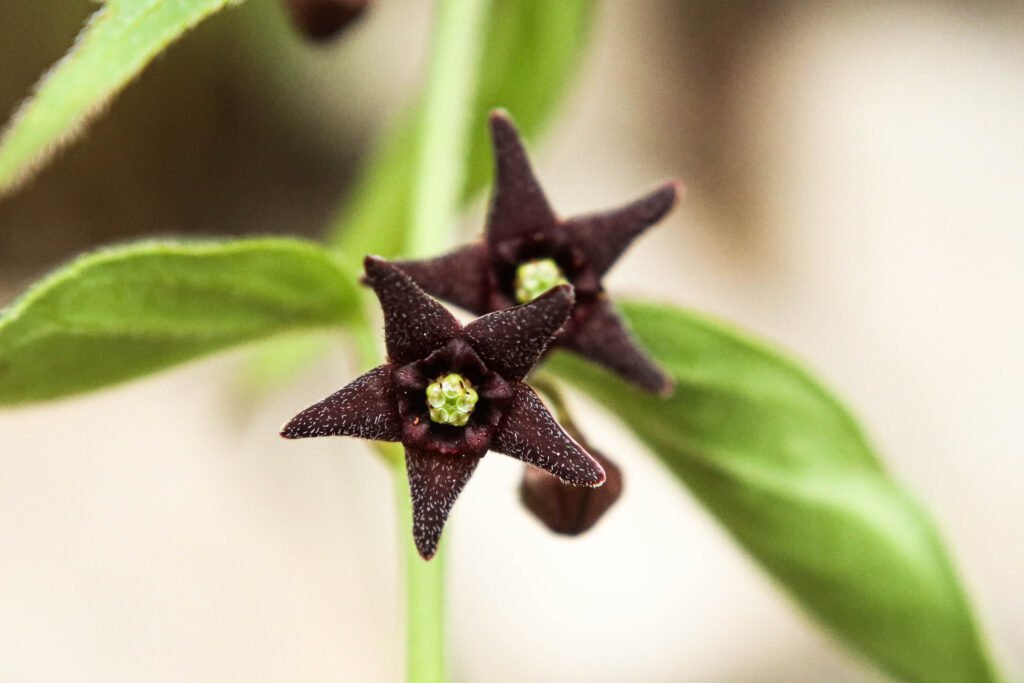 vincetoxicum nigrum 129481